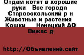 Отдам котят в хорошие руки - Все города, Старооскольский р-н Животные и растения » Кошки   . Ненецкий АО,Вижас д.